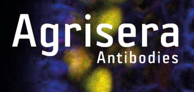 Agrisera植物細(xì)胞壁相關(guān)抗體，開學(xué)季促銷啦！